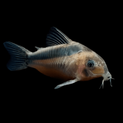 10 x Rabauti Corydoras 3cm