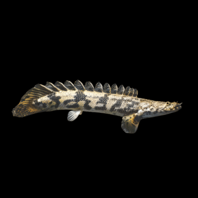 10 x Endlicheri Bichir 6cm