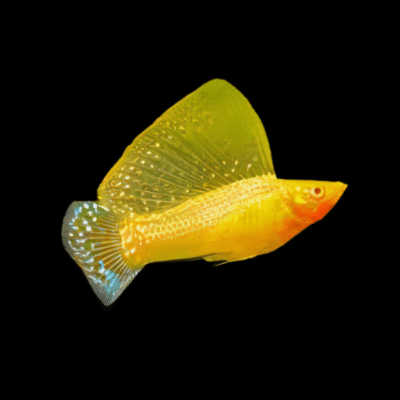 20 x Gold Sailfin Molly 6-7cm