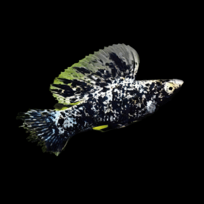 20 x Dalmation Sailfin Molly 6-7cm