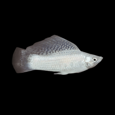 20 x Silver Sailfin Molly 6-7cm