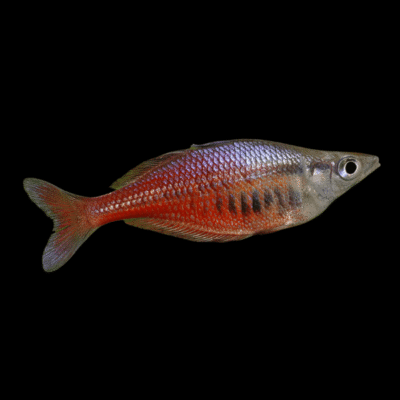 20 x Santani Rainbow Fish 4cm