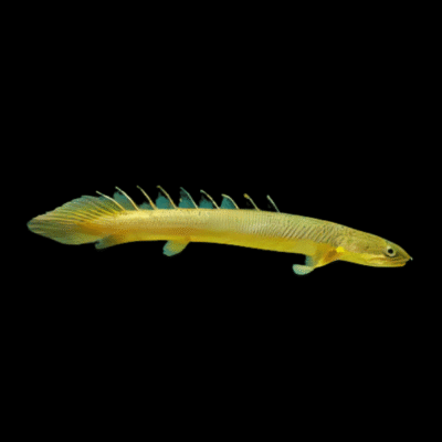 10 x Senegal Bichir 6cm
