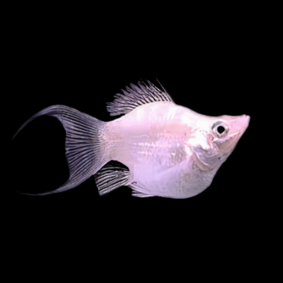 30 x White Balloon Molly 3cm