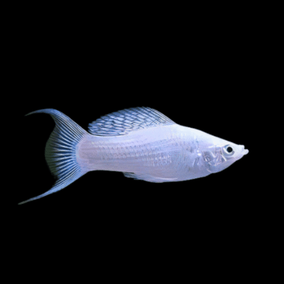 30 x Silver Lyretail Molly 3cm