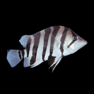 6 x Datnoid Polota 5cm