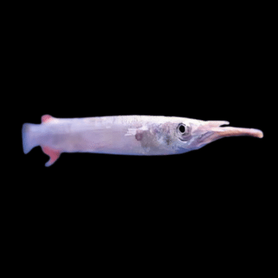 20 x Silver Halfbeak 3cm