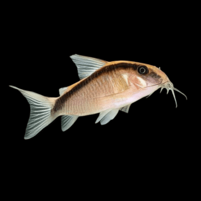 10 x Arcuatus Corydoras 3cm