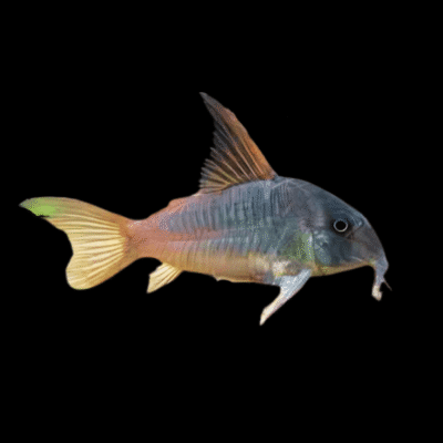 10 x Concolor Corydoras 3cm