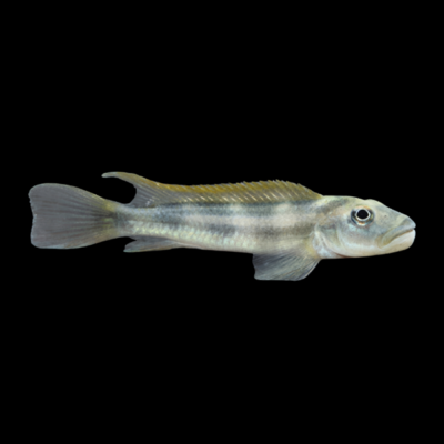 20 x Slender Blockhead Cichlid 5cm