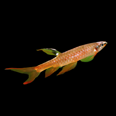 50 x Splash Tetra 2-3cm