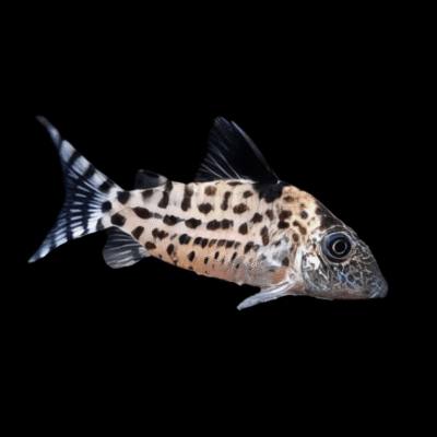 10 x Agassizi Corydoras 4cm
