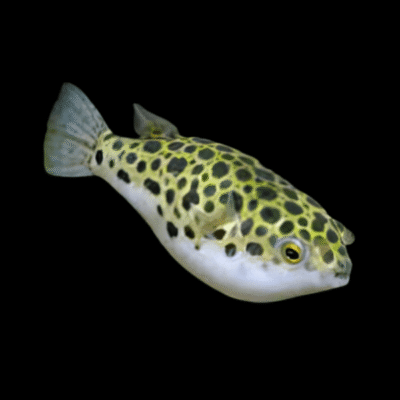 10 x Spotted Pufferfish 4cm