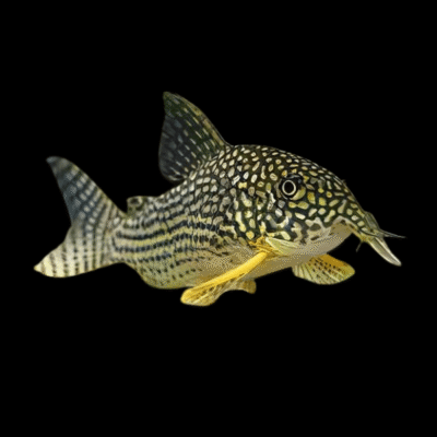 10 x Sterbae Corydoras 4cm