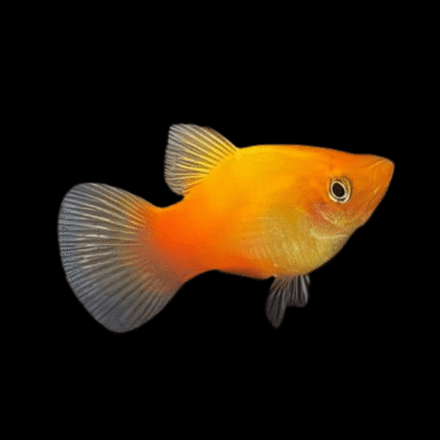 30 x Sunset Platy 3-4cm