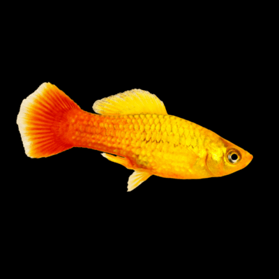 30 x Sunset Wag Platy 3-4cm