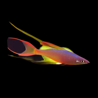30 x Threadfin Rainbow Fish 2,5-3cm