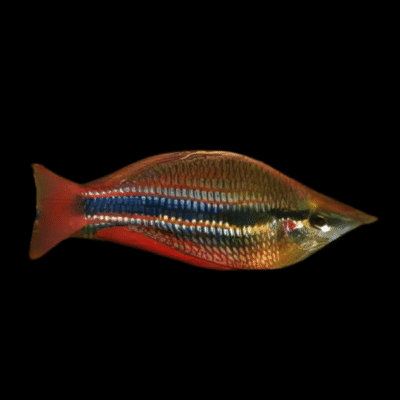 20 x Trifasciatus Rainbow Fish 4cm