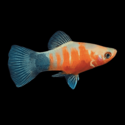 30 x Tiger Platy 3-4cm