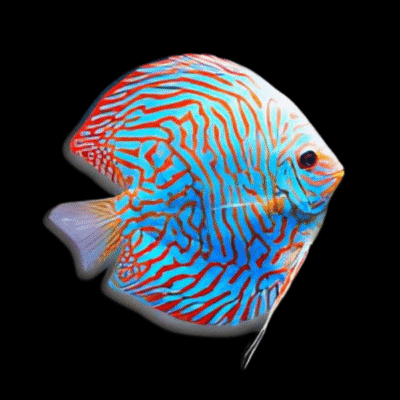 1 x Blue Turquoise Discus 13cm