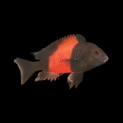 10 x Tropheus Orange Bemba 4cm