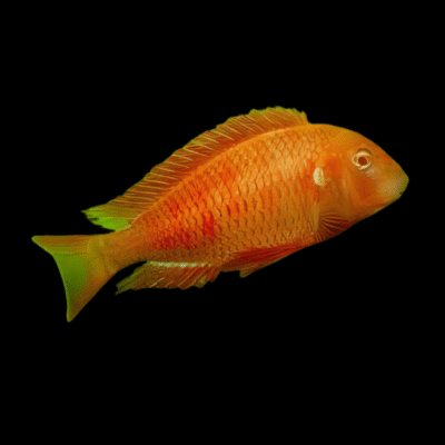 10 x Tropheus Chipimbi Albino 4cm
