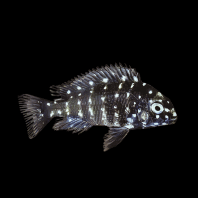 10 x Tropheus Duboisi 4cm