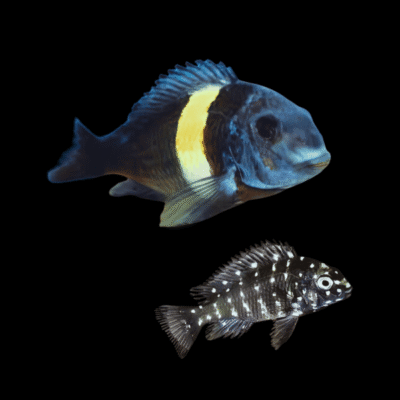 10 x Tropheus Duboisi Maswa 4cm