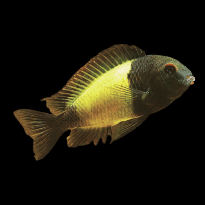 10 x Tropheus Ikola 4cm