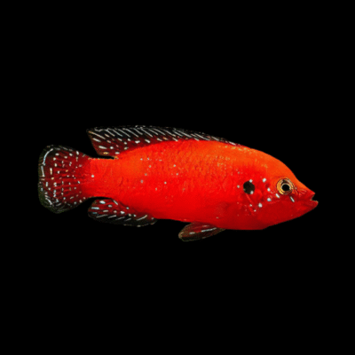 10 x Turkana Jewel Cichlid 5cm