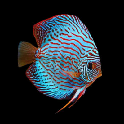 1 x Brilliant Turquoise Discus 13cm
