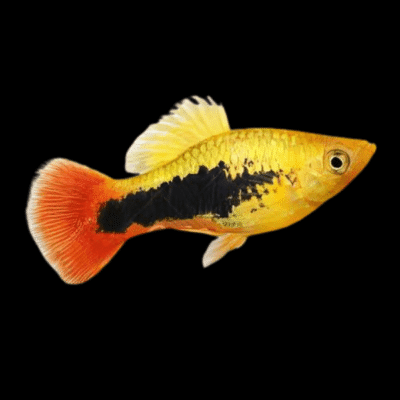 30 x Tuxedo Platy 3-4cm