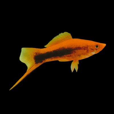 30 x Tuxedo Swordtail 4-5cm