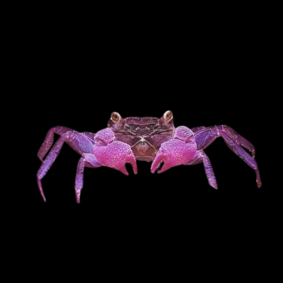 5 x Purple Vampire Crab 4cm