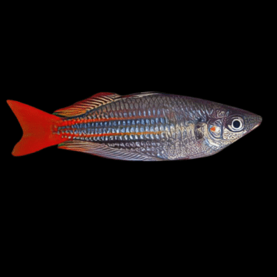 20 x Super Red Western Rainbow Fish 4cm