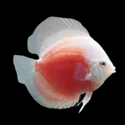 1 x Red Valentine Discus 13cm