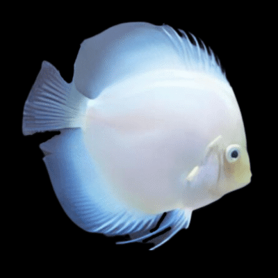 1 x White Diamond Discus 13cm