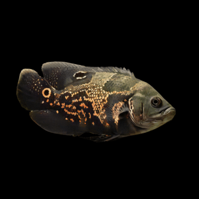 20 x Wild Coloured Oscar Cichlid 3cm