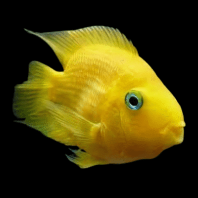 10 x Yellow Parrot Fish Hybrid 7cm