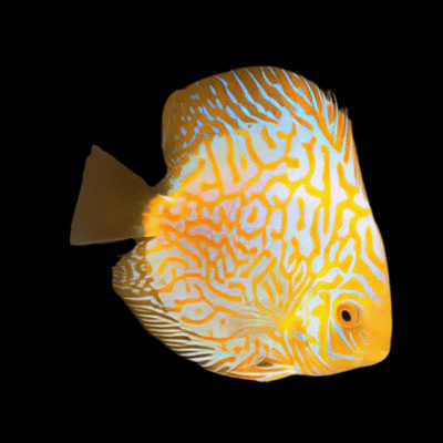 1 x Yellow Checkerboard Discus 13cm