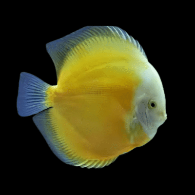 1 x Yellow and White Discus 13cm