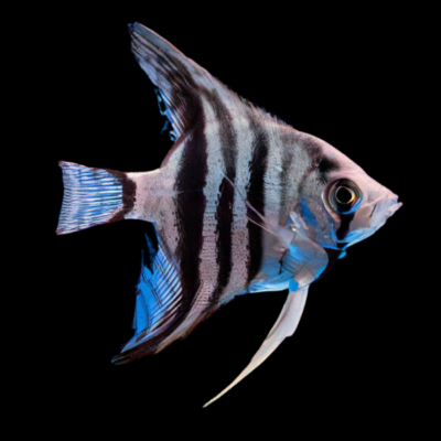20 x Zebra Angelfish 4cm