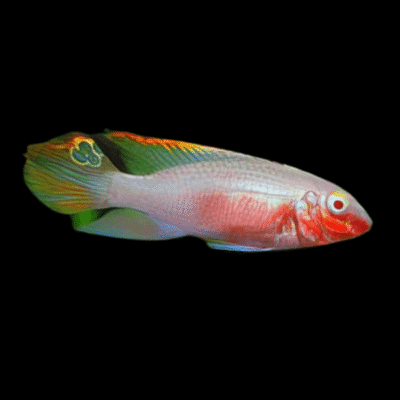 20 x Albino Kribensis Cichlid 4cm
