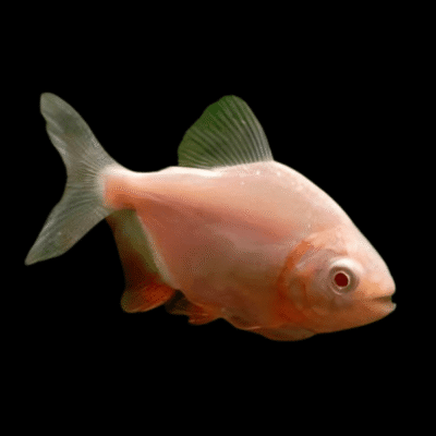 10 x Albino Red Pacu 5cm
