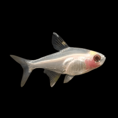 30 x Albino X Ray Tetra 3cm
