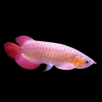 6 x Malaysian Banjar Red Arowana Scleropages Formosus 20cm