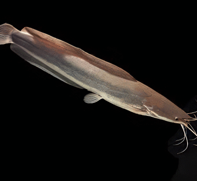 20 x Clarias Catfish 5cm