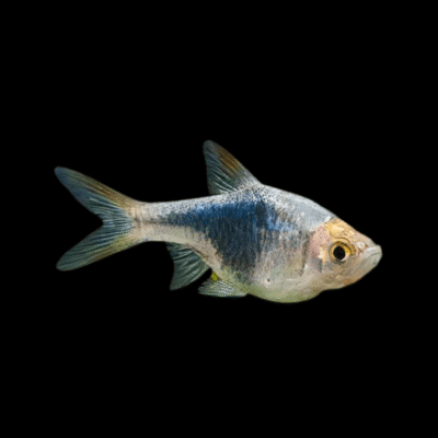 50 x Black Harlequin Rasbora 2,5-3cm