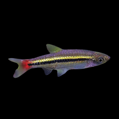 50 x Black Line Rasbora 2-3cm