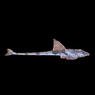 10 x Lizard Whiptail 5cm